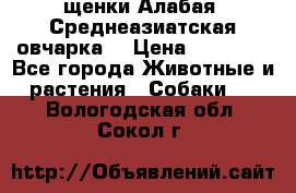 щенки Алабая (Среднеазиатская овчарка) › Цена ­ 15 000 - Все города Животные и растения » Собаки   . Вологодская обл.,Сокол г.